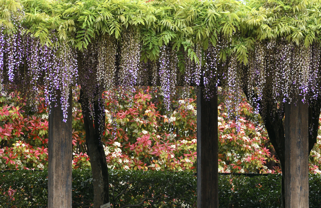 植物園の藤棚