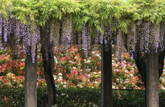 植物園の藤棚