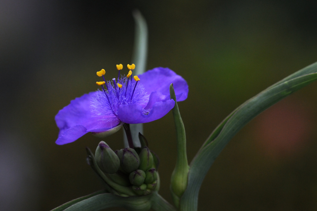 うちの露草