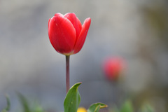 赤いチューリップ