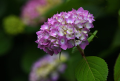 ピンクの紫陽花