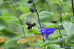 そよ風に乗って