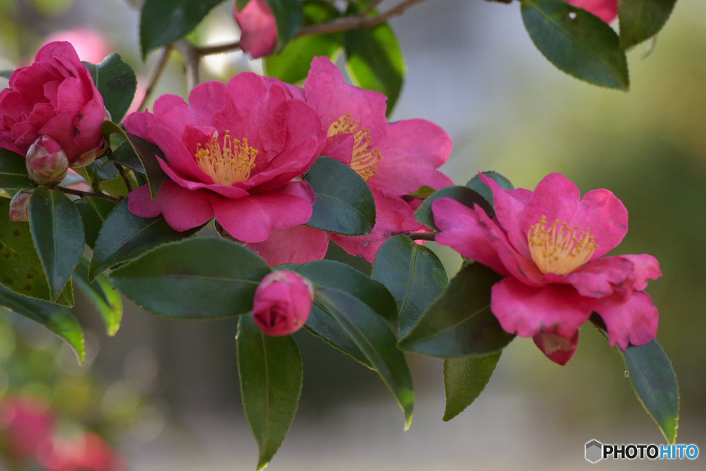 明るいさざんか