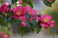 明るいさざんか