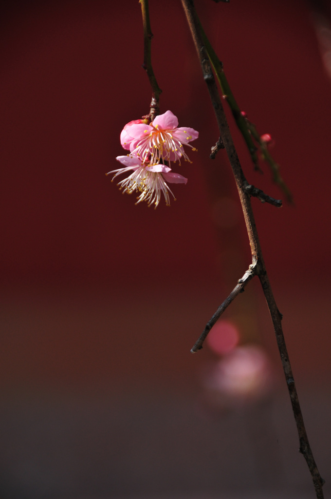 吉備津神社の梅２