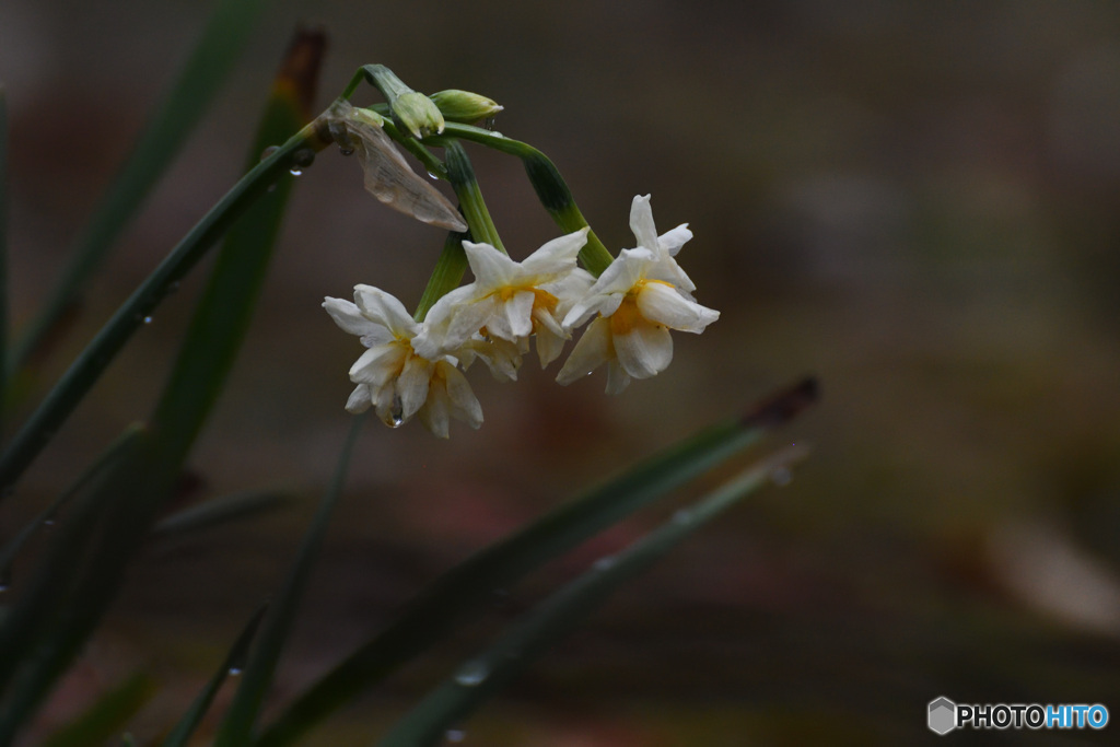 二ホンスイセン