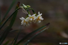 二ホンスイセン