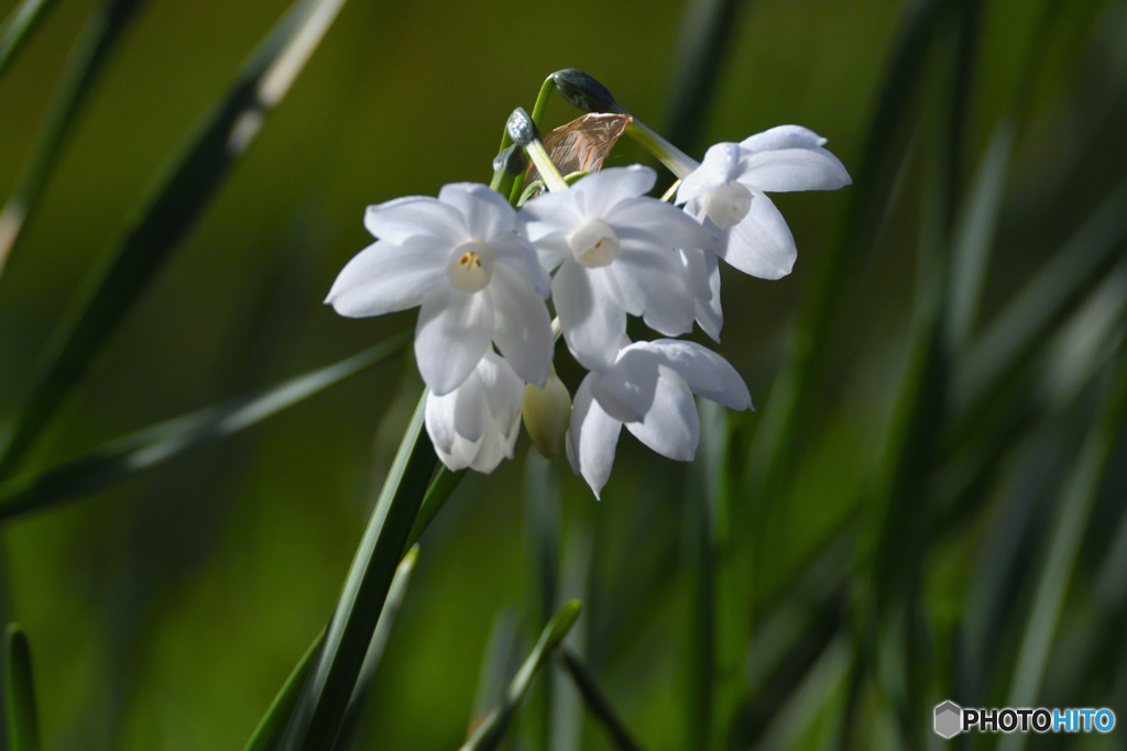 真白いスイセン