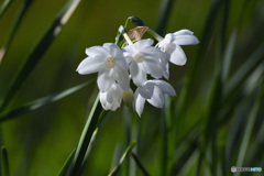 真白いスイセン