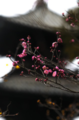 お寺の紅梅