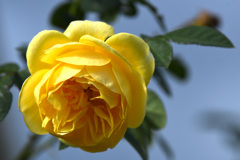 明るい黄バラ