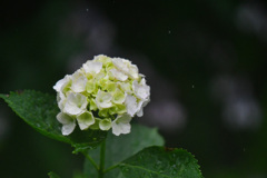 小雨になったな