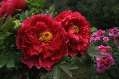 牡丹　花魁