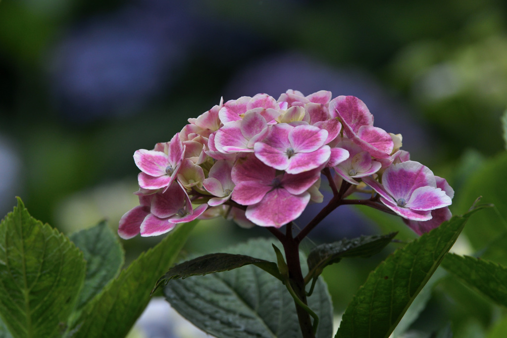 縁どりのある花びら