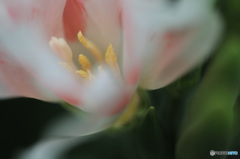 オーロラのように