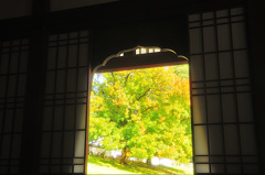 櫂の木はまだ青かった