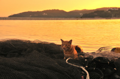 漁網で遊ぶ猫