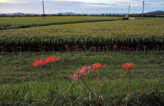 あぜ道に咲く彼岸花