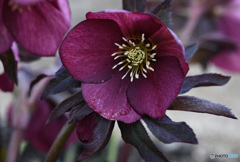 クリスマスローズ２