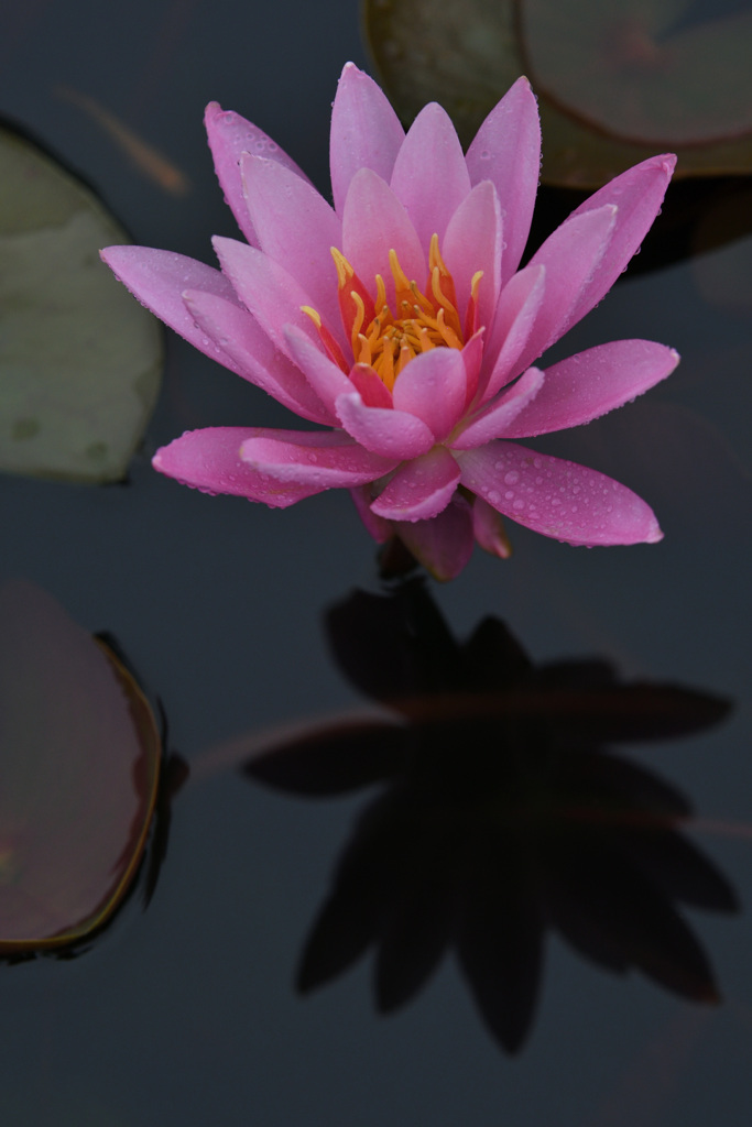 影を慕いて