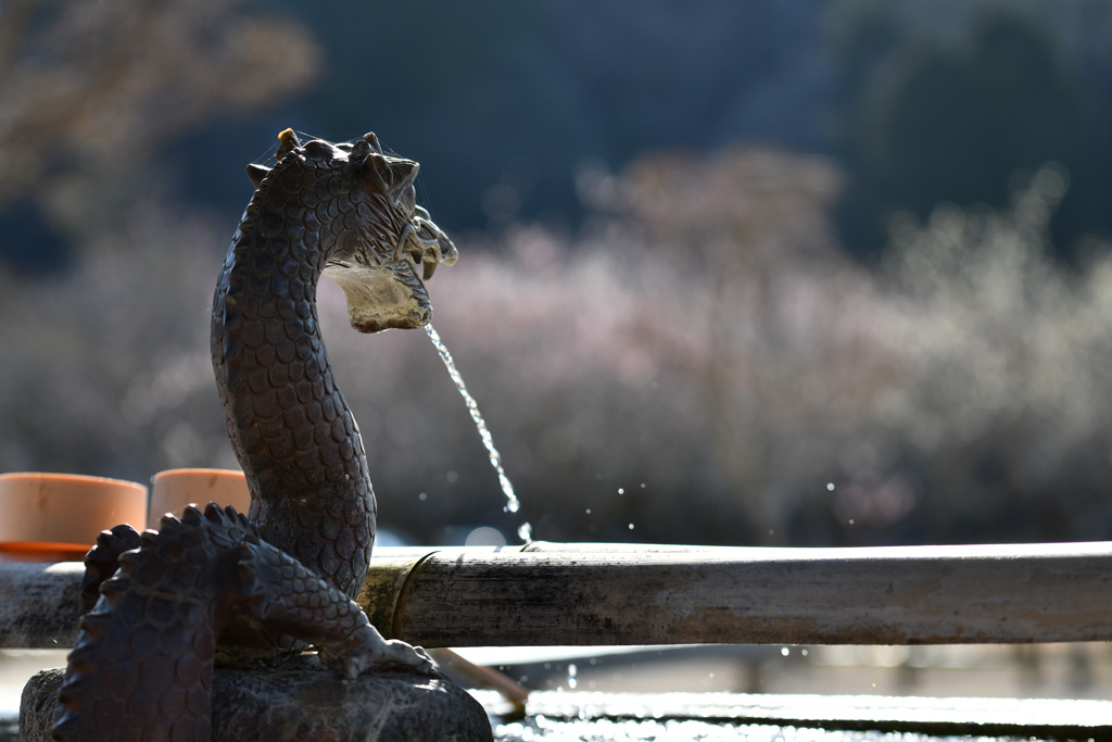 閑谷学校の龍