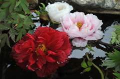 花手水