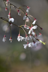枝垂桜も散る