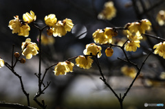 豊島神社の蠟梅