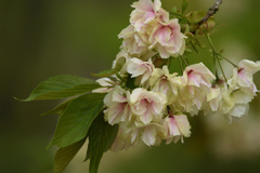 ウコン桜