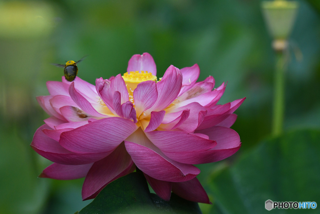 蓮華