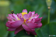 蓮華