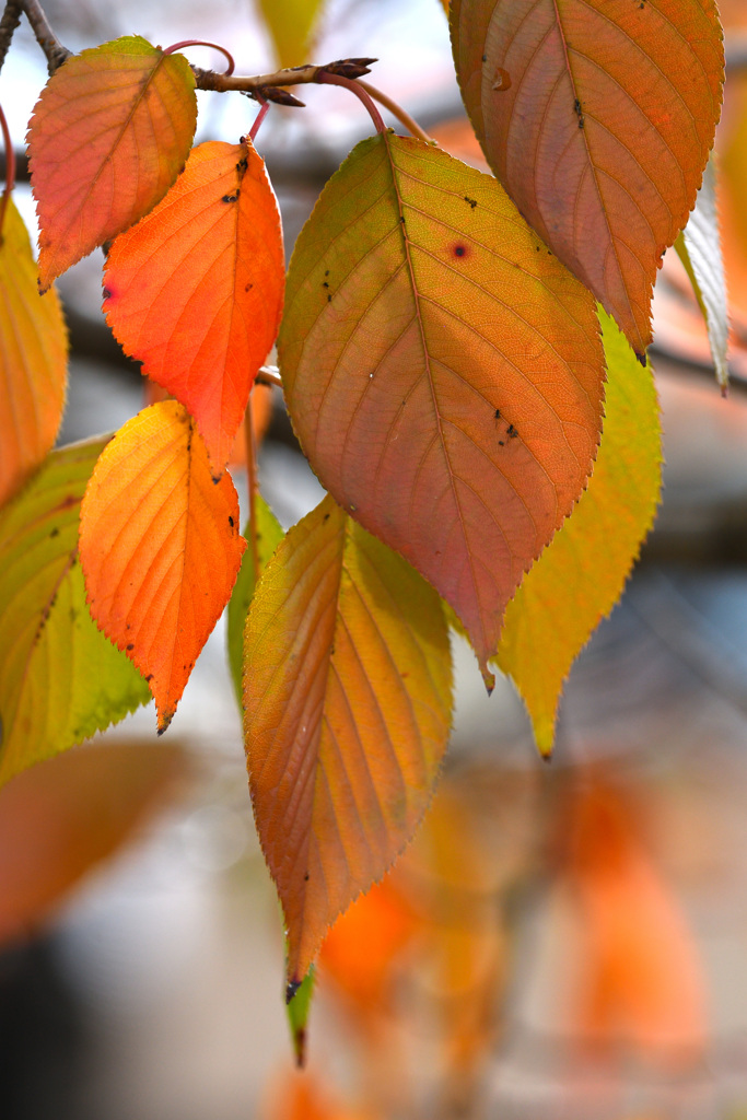 市民公園の紅葉