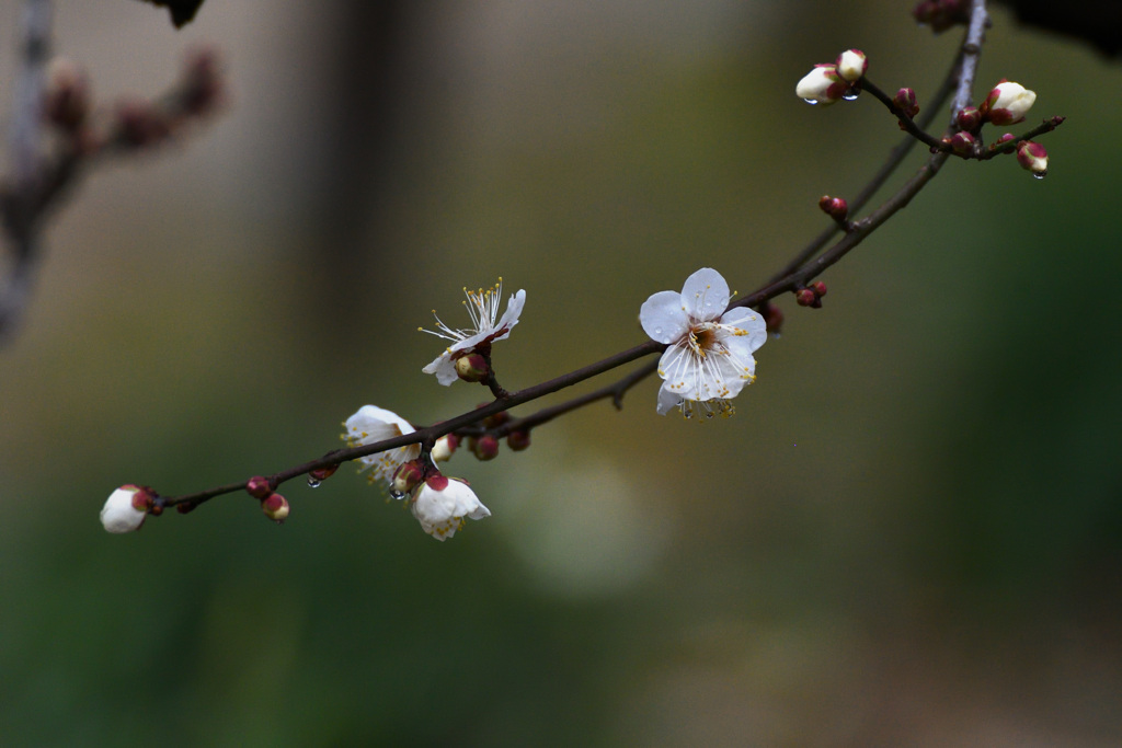 後楽園の白梅