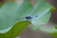 蓮の葉にトンボ