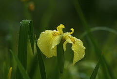 雨の黄菖蒲