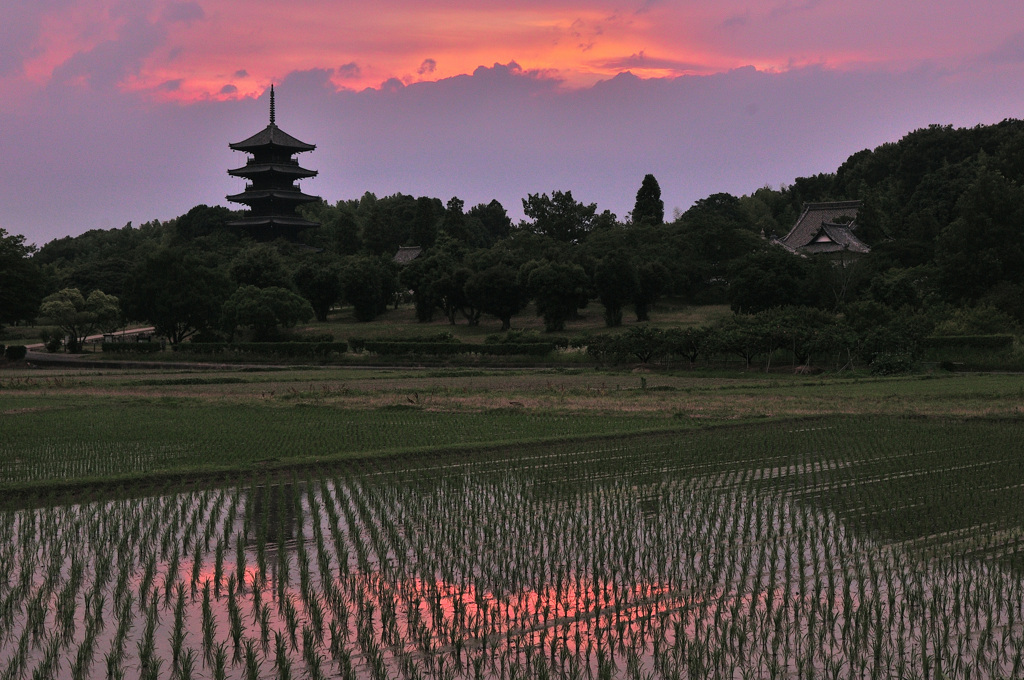 夕暮れの田んぼ
