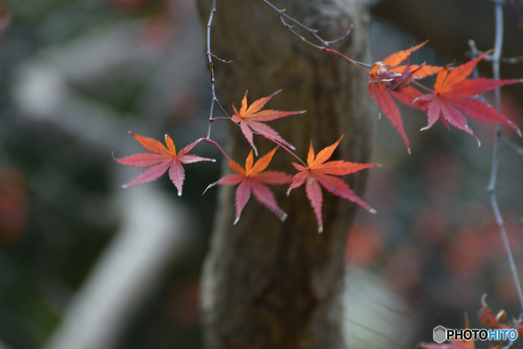 12月のもみじ