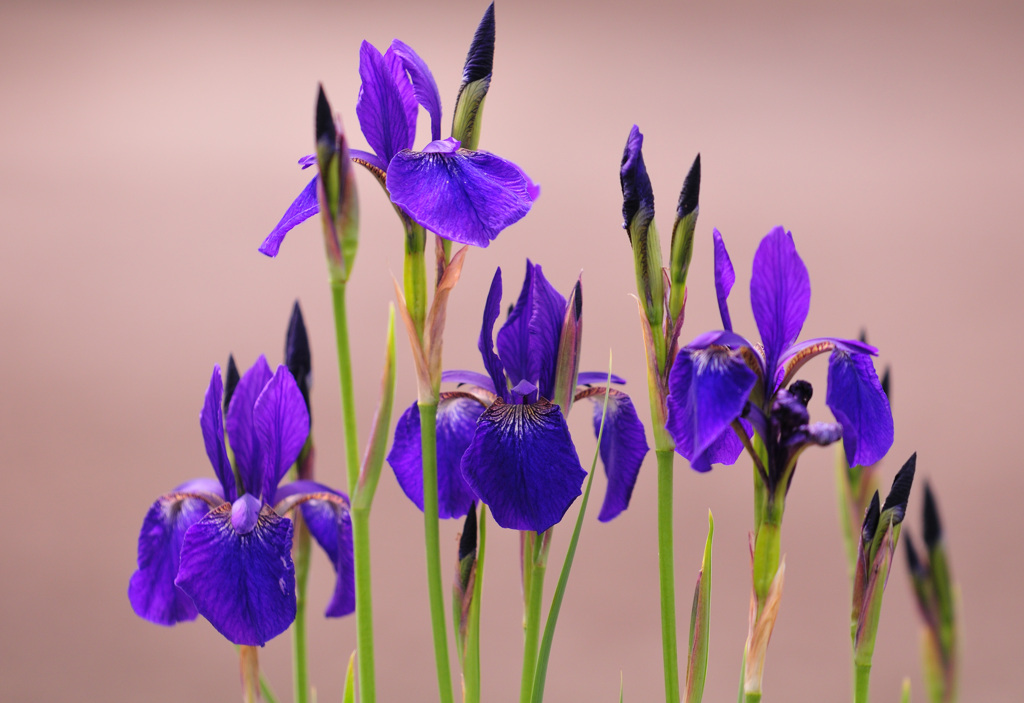 お寺の花菖蒲