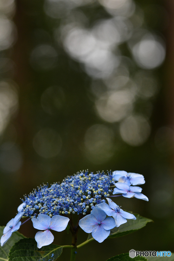 玉ボケ紫陽花