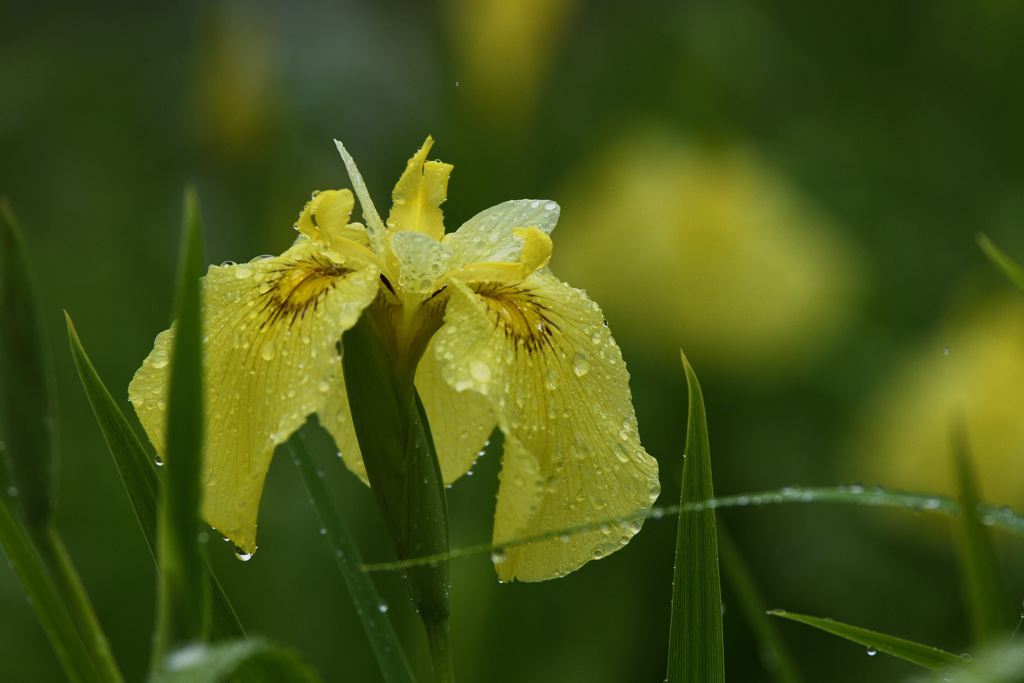 雨の黄菖蒲2