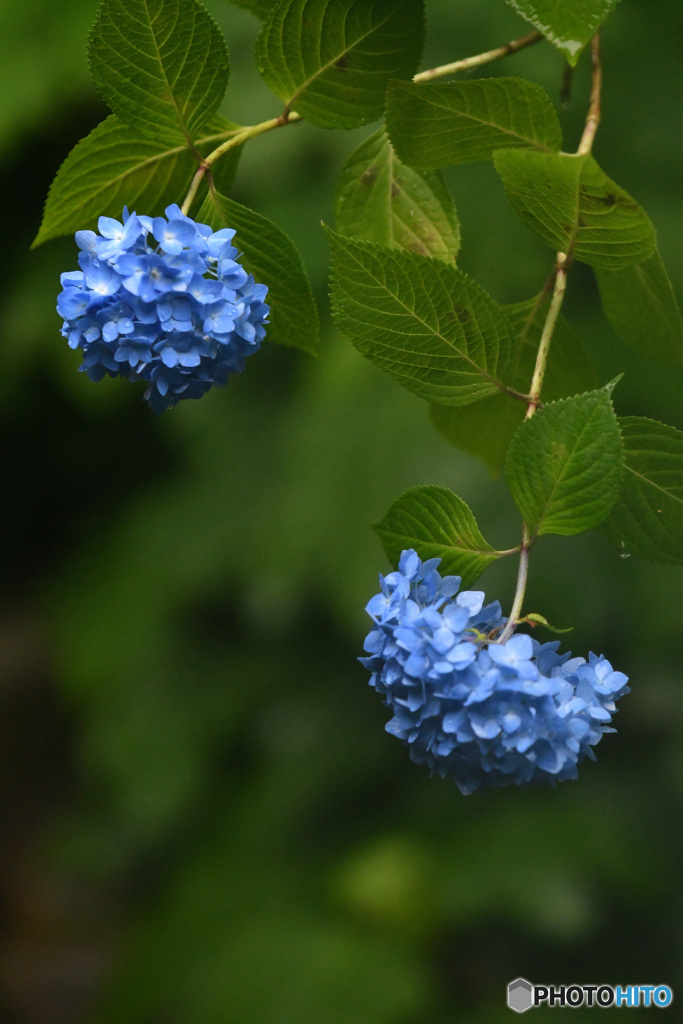 二輪の青い紫陽花