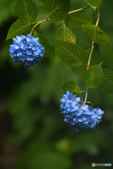 二輪の青い紫陽花