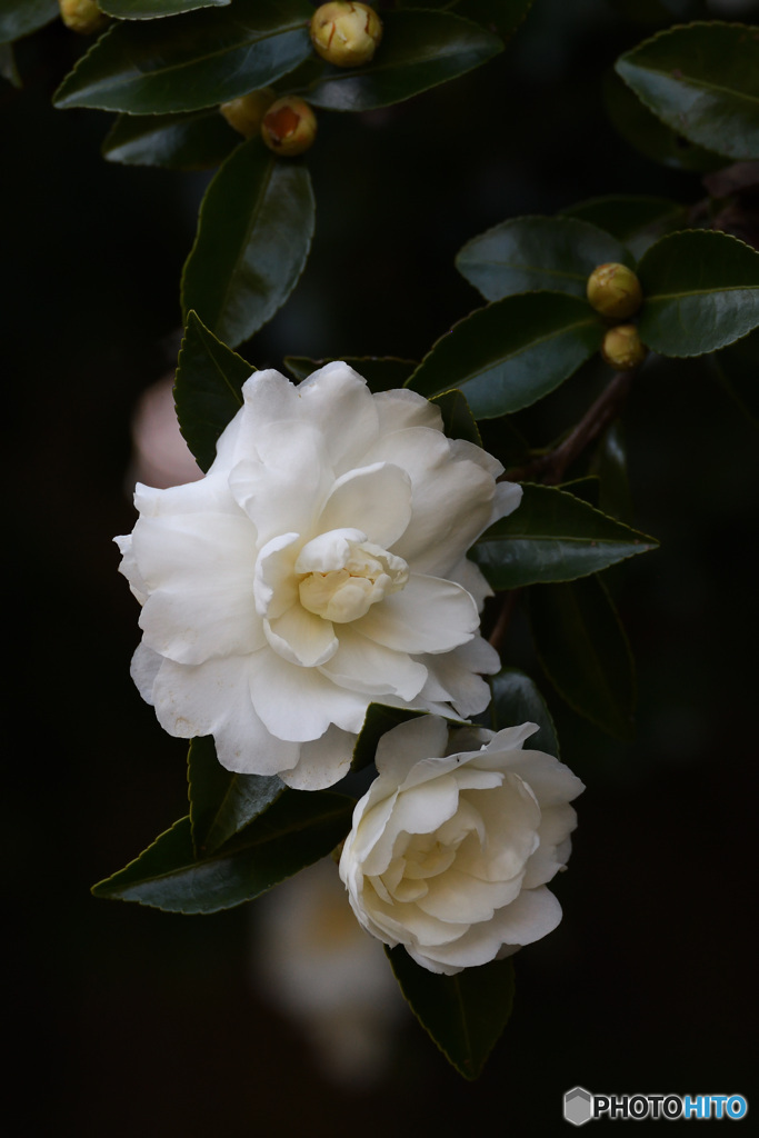 三徳園のさざんか