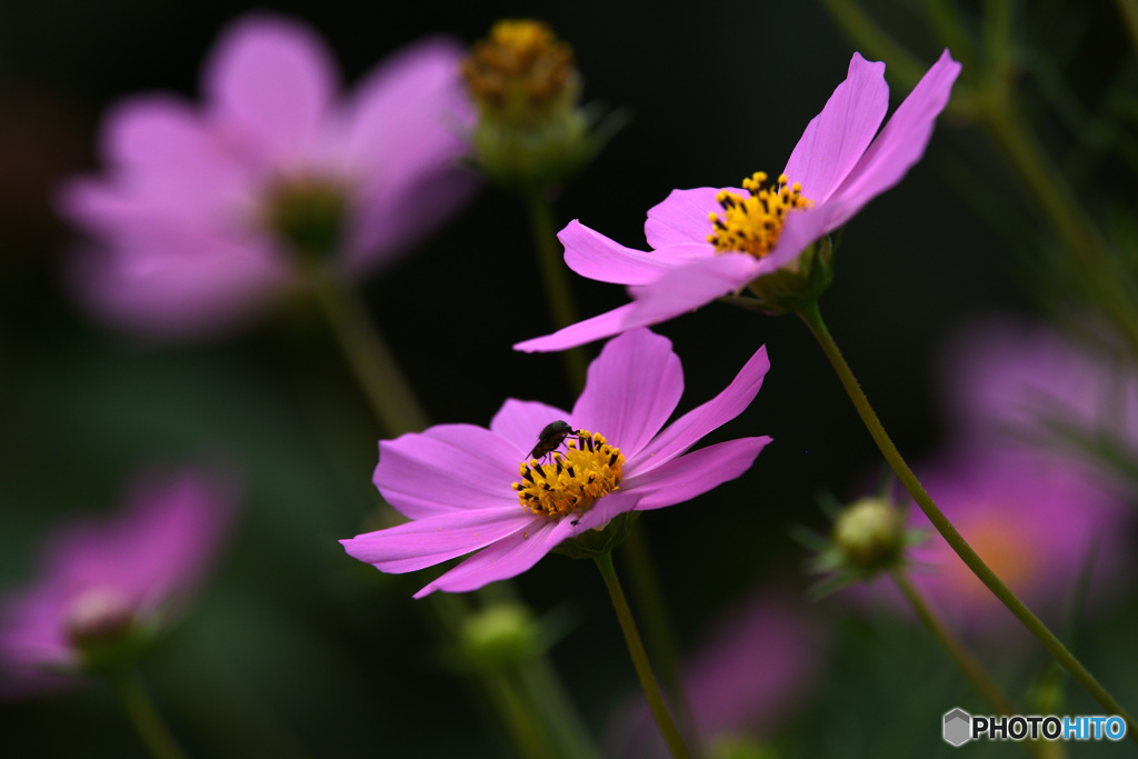 秋桜