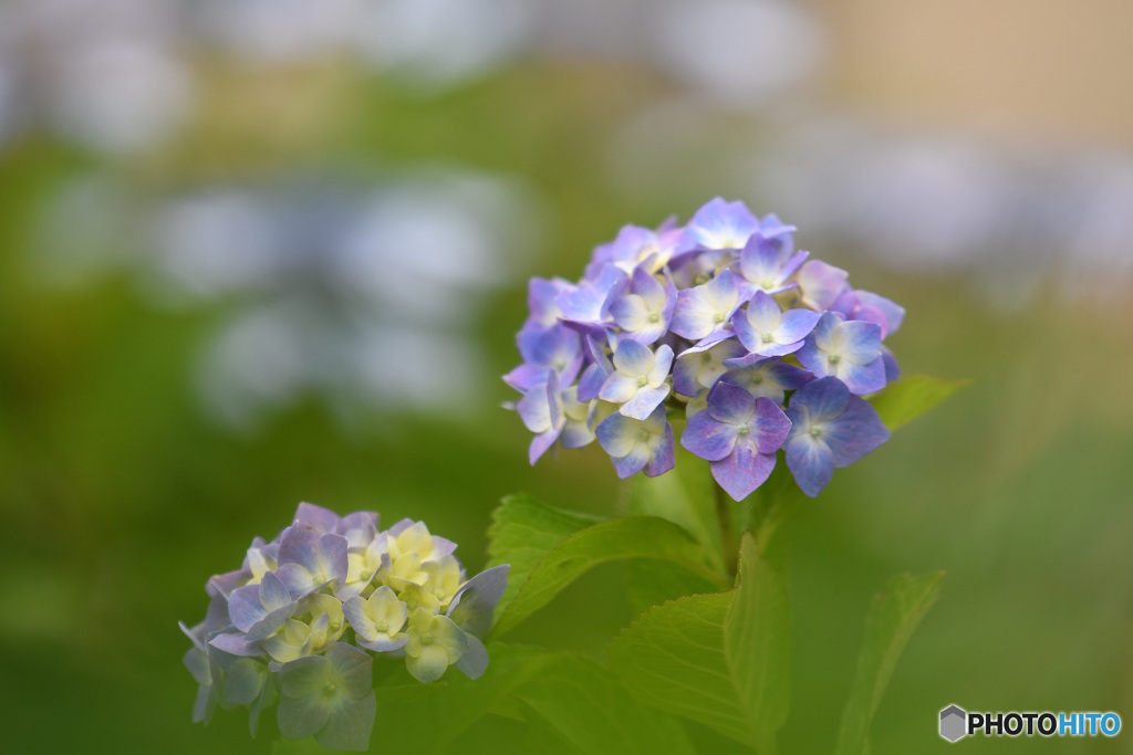 余慶寺の紫陽花