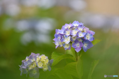 余慶寺の紫陽花