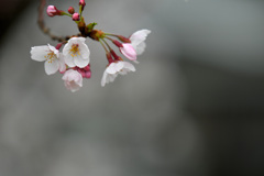 曇り日の桜