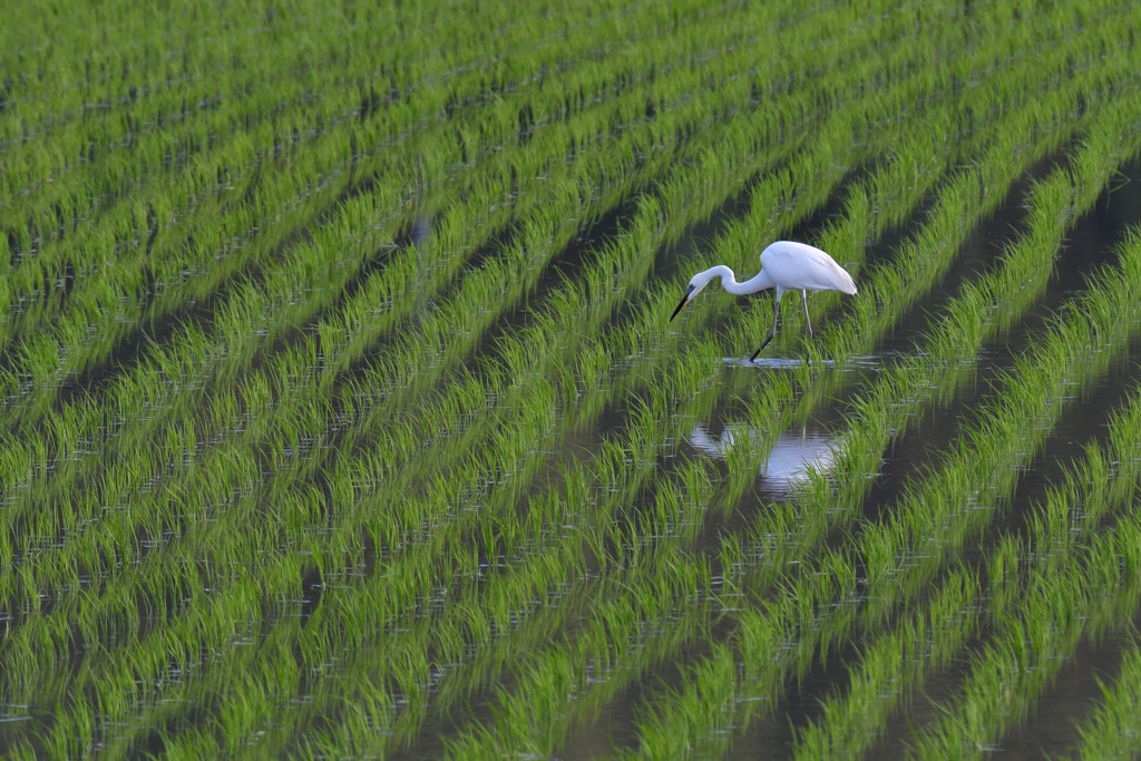 田んぼのサギ By 遊鶴 Id 写真共有サイト Photohito