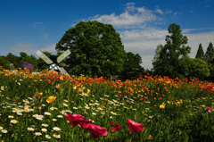 去年の加西市フラワーパーク