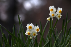 12月の水仙